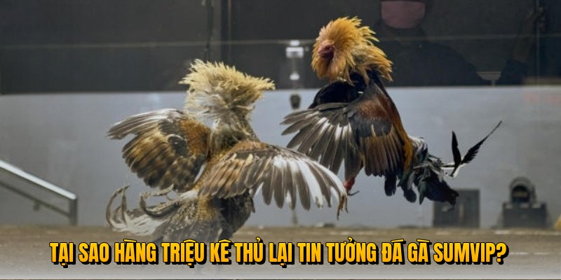 Đá Gà Sumvip – Trải Nghiệm Cá Cược Đỉnh Cao Cho Người Đam Mê